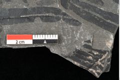 Foto (Detailansicht) von Thaumatopteris muensteri Goeppert (NHMW-GEO-2024-0188-10516)